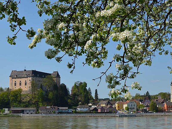Grein mit der Greinburg vom anderen Donauufer mit blühendem Baum
