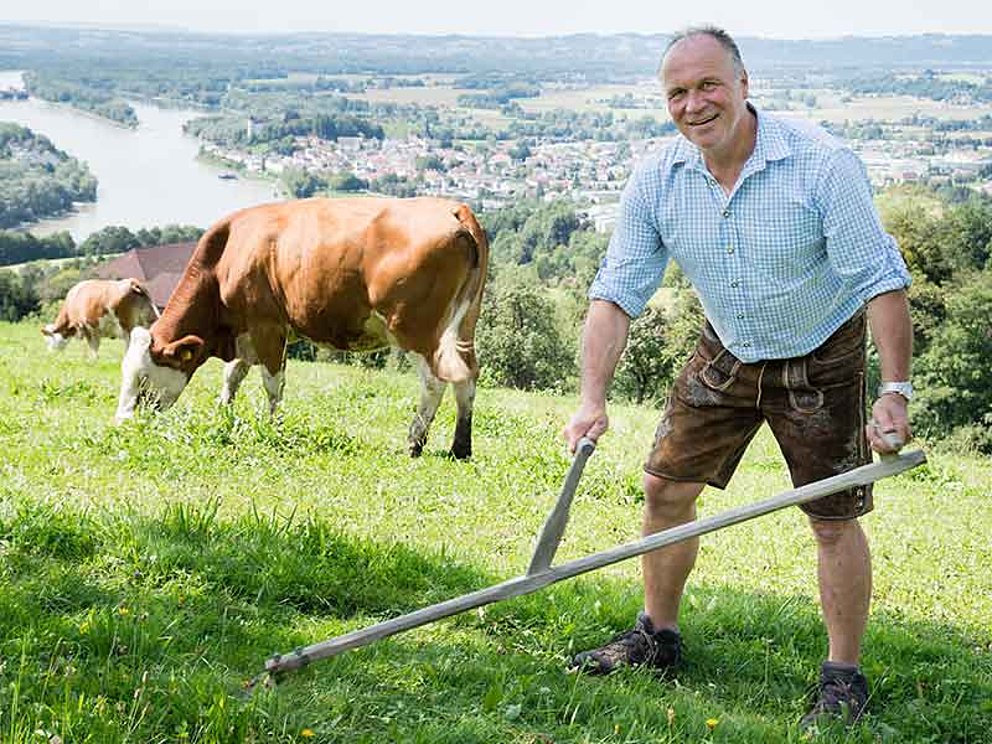 Bauer Familie Hagenauer am Hof in Dürnberg beim Sensenmähen mit Kühen