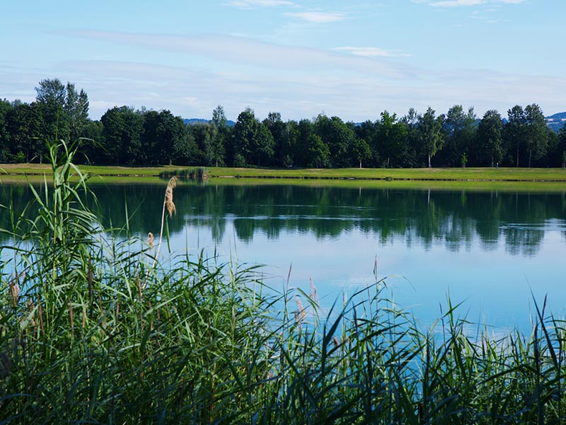 Uferbild der Feldkirchener Seen im Vordergrund mit Schilf